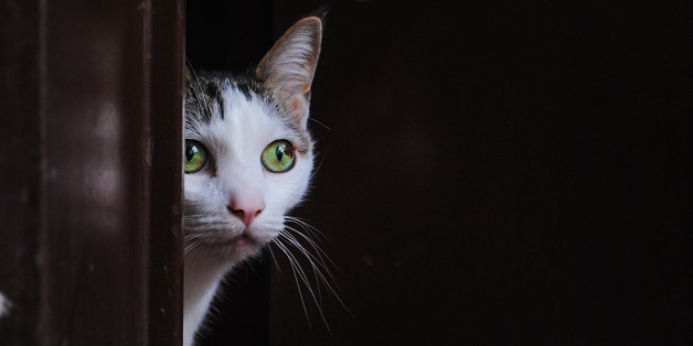 A white cat shyly appearing at the door.