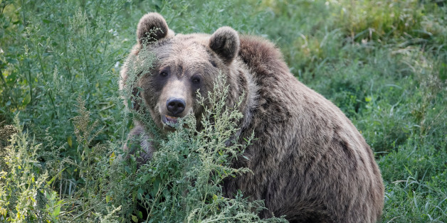 A brown bear is seen in a shelter for bears in the village of Berezivka near Zhytomyr, Ukraine August 15, 2017. Five bears, which suffered bad treatment were rescued from circuses and private zoos and restaurants, live in the bear rescue centre, opened in 2012 by international animal charity Four Paws. Picture taken August 15, 2017. REUTERS/Gleb Garanich