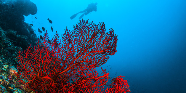 A octocoral in Komodo