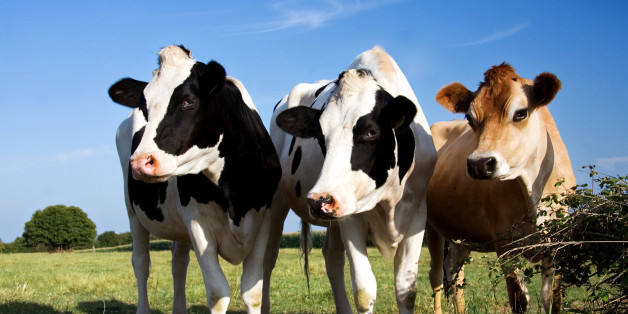 Two Fresian cows and a Jersey cow in a line