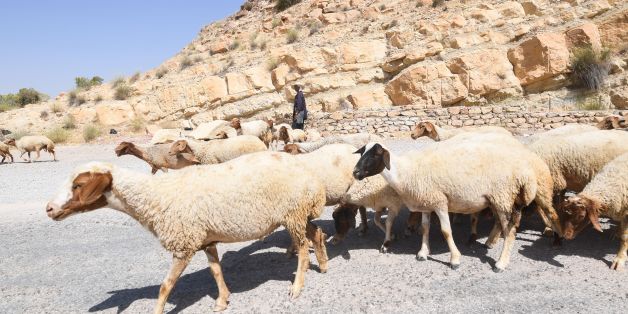 A Tunisian shepherd herds his sheep near the dry reservoir bed of the El-Haouareb dam, located near Kairouan, some 160 kilometres south of Tunis, on July 13, 2017.
The region has been facing acute water shortages due to drought conditions. / AFP PHOTO / FETHI BELAID (Photo credit should read FETHI BELAID/AFP/Getty Images)