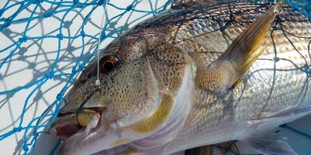 Dentice (Dentex Dentex). Mediterranean Snapper. Poseidon Charter. www.poseidonfishing.net. Isola Rossa (Red Islet). Trinit d'Agultu. Sardinia. Italy. Europe. (Photo by: Enrico Spanu/REDA&CO/UIG via Getty Images)