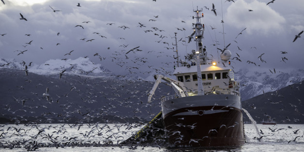 A fishing boat collecting it's net which is full of herring. Sea gulls hover around ready to pounce on the herring being brought up by the nets.