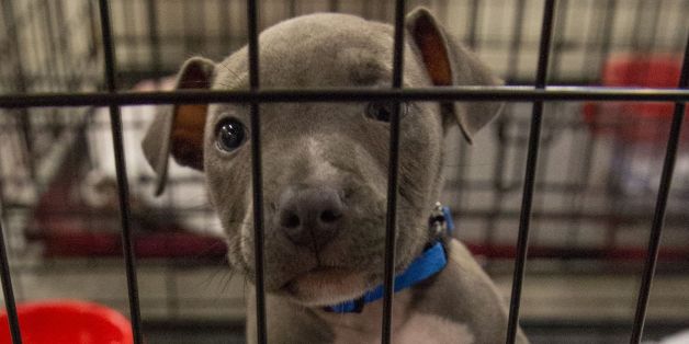 Pets belonging to evacuees sit in a crate at the Delco Center in east Austin, Sunday, August 27, 2017. The Red Cross says, if needed, they are prepared to handle 350 people in the Delco Center. As of Sunday afternoon, a total of 24 dogs, 20 cats, and 5 birds have been registered and volunteers from the Austin Animal Center say they can handle approximately 20 more animals depending on size.Tropical Storm Harvey lashed central Texas with torrential rains on Sunday, unleashing 'catastrophic' flood