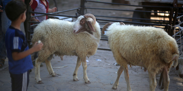 Vendors display sheep at a makeshift livestock market as Palestinians shop in preparation for the Eid al-Adha festival in Gaza City, August 30, 2017.
(Photo by Majdi Fathi/NurPhoto via Getty Images)
