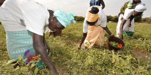 TO GO WITH AFP STORY BY Malick Rokhy -
Women pick tomatoes at a communal farm on Feburary 15, 2012 in Diagle, central west Senegal. In the arid rural areas plunged into severe situation due to droughts and bad harvests, locals no longer believe in their countries politicians. 'The candidates make promisses only to get elected but nobody, starting with (the President) Abdoulaye Wade, looks after us,' says maize farmer Ndiaga Faye as presidential candidates prepare for the country's Feburary 26, ballot. AFP PHOTO / SEYLLOU (Photo credit should read SEYLLOU/AFP/Getty Images)