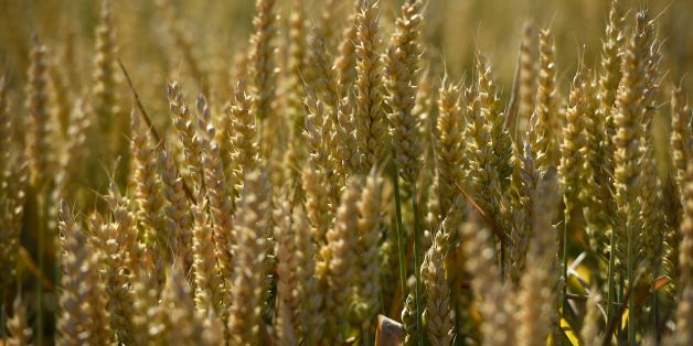 This picture taken on June 16, 2017, shows ears of corn in Moncontour near Loudun, western France. / AFP PHOTO / GUILLAUME SOUVANT (Photo credit should read GUILLAUME SOUVANT/AFP/Getty Images)