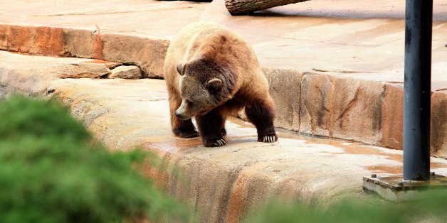 MILWAUKEE, WI - JUNE 08: A Grizzly Bear Cub, looks for food at the Milwaukee County Zoo on JUNE 08, 2013. (Photo By Raymond Boyd/Getty Images)