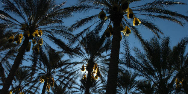 DOUZ, TUNISIA: Date palms are silhouetted at the El-Fawar oasis near the southern Tunisian town of Douz 25 December 2006 as the 39th International Sahara Festival opens. The festival, held 600 kms (370 miles) south of Tunis, draws locals and tourists for a cultural event that celebrates the region's heritage and desert people. AFP PHOTO FETHI BELAID (Photo credit should read FETHI BELAID/AFP/Getty Images)
