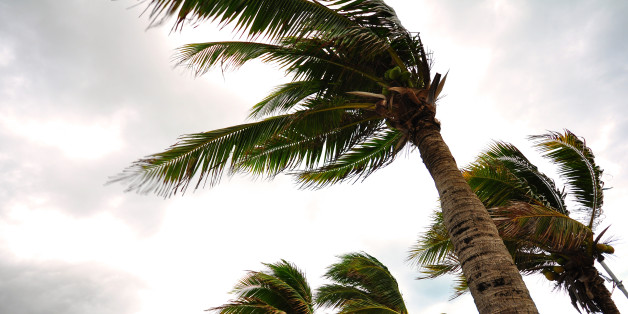 Palm tree at the hurricane, Blur leaf cause windy and heavy rain
