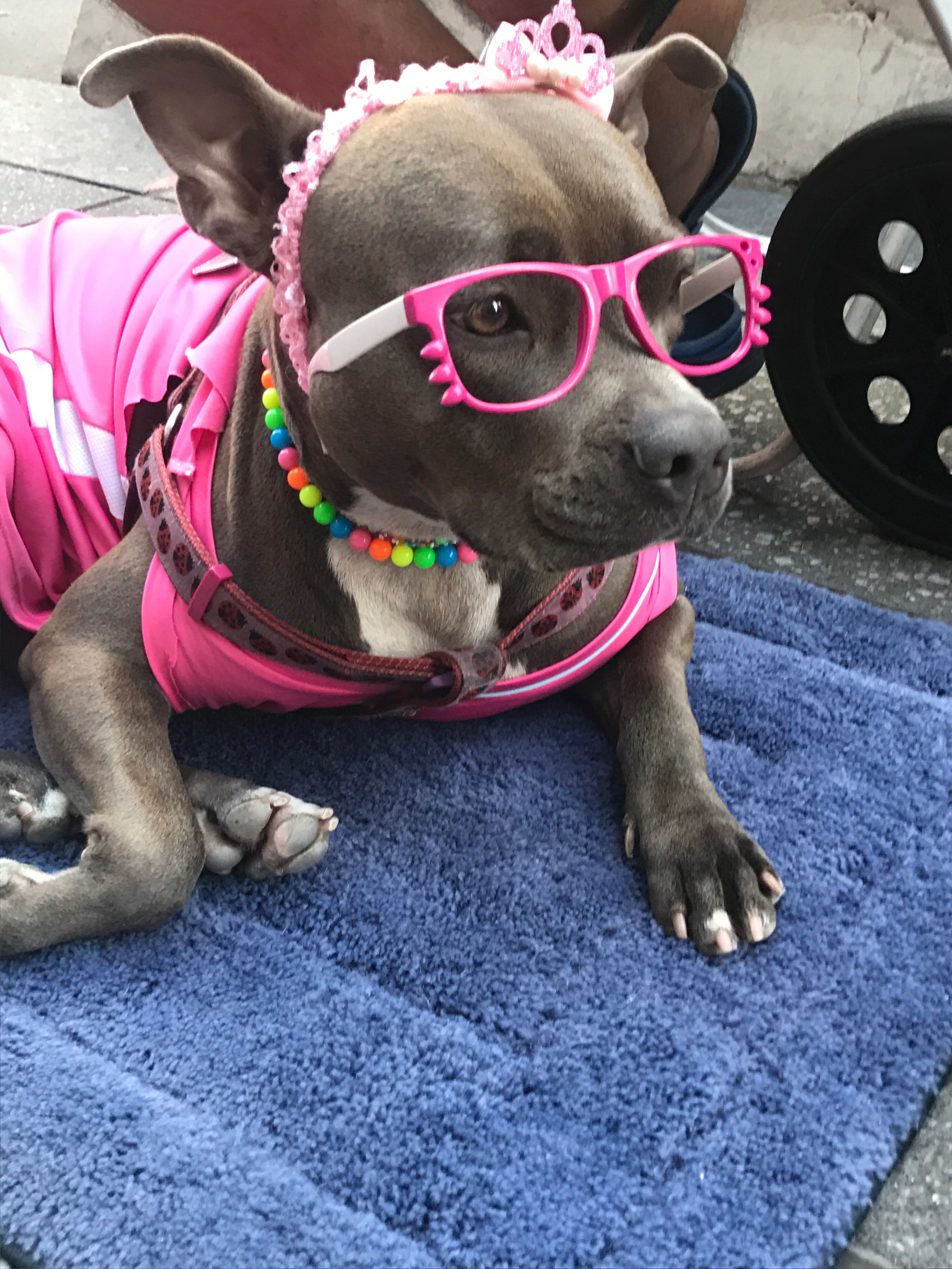 dog