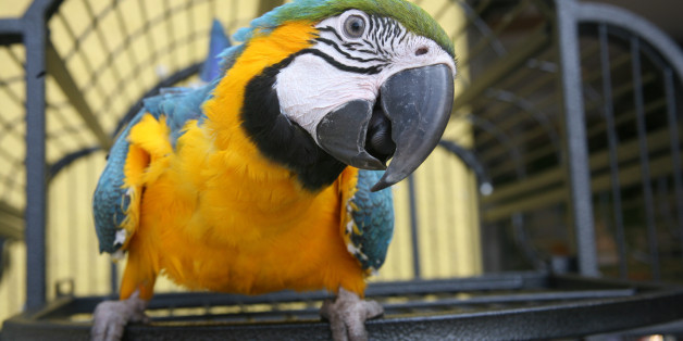 Close up of a Macaw - Blue & Gold