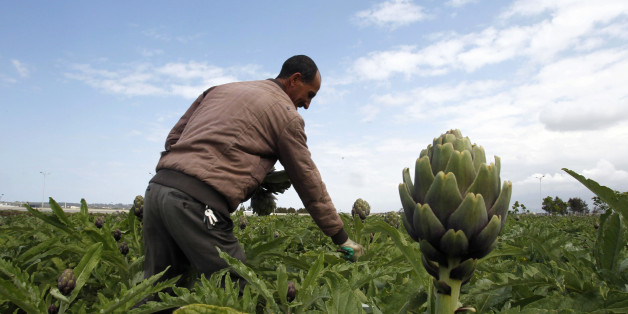 A farmer harvests artichokes in a field in Boumerdes city, east of Algiers April 23, 2013. The farmers earn on average $12 a day. Picture taken April 23, 2013. REUTERS/Louafi Larbi (ALGERIA - Tags: AGRICULTURE BUSINESS EMPLOYMENT)