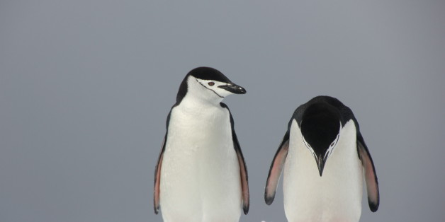 *** EXCLUSIVE ***
ANTARCTICA - DECEMBER 13, 2011: Two penguins look troubled in Peter Odeh's 'Trouble In Parad'ice' on December 13, 2011 in Antarctica.
The Comedy Wildlife Photography Awards are in full swing, so check out some of the fierce competitors jostling for the top prize this year. Photographers Paul Joynson-Hicks MBE and Tom Sullam founded the awards to spotlight wildlife conservation efforts and to inject some humour into the world of wildlife photography.
PHOTOGRAPH BY Peter Odeh / CWPA / Barcroft Images
London-T:+44 207 033 1031 E:hello@barcroftmedia.com -
New York-T:+1 212 796 2458 E:hello@barcroftusa.com -
New Delhi-T:+91 11 4053 2429 E:hello@barcroftindia.com www.barcroftmedia.com (Photo credit should read PeterOdeh/CWPA/Barcroft Images / Barcroft Media via Getty Images)