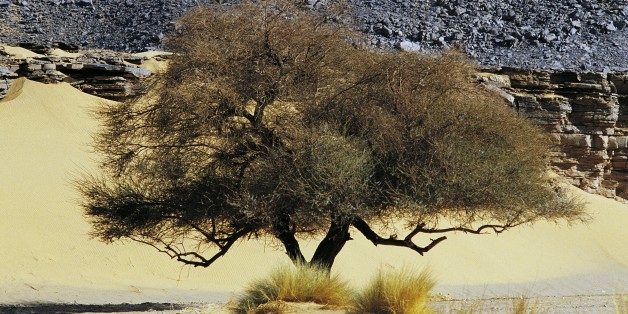 UNSPECIFIED - CIRCA 2003: Umbrella Thorn Acacia (Acacia tortilis subsp raddiana), Fabaceae, Sahara, Africa. (Photo by DeAgostini/Getty Images)