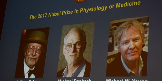 Winners of the 2017 Nobel Prize in Physiology or Medicine (L-R) Jeffrey C Hall, Michael Rosbash and Michael W Young are pictured on a display during a press conference at the Karolinska Institute in Stockholm on October 2, 2017.US trio Jeffrey C. Hall, Michael Rosbash and Michael W. Young won the 2017 Nobel Medicine Prize for their work on internal biological clocks known as the circadian rhythm.The 2017 Nobel prize season kicks off with the announcement of the medicine prize, to be followed ove