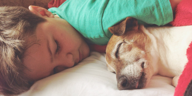 Boy sleeping with his dog, a female senior Jack Russell Terrier
