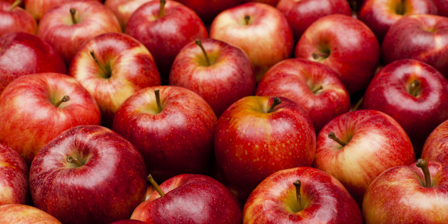 Royal Gala apples in a pile. All of the apples are red with a slight yellow hue to them. Several apples sit at an angle or on their side, while others sit perfectly straight. There almost forty apples in view.