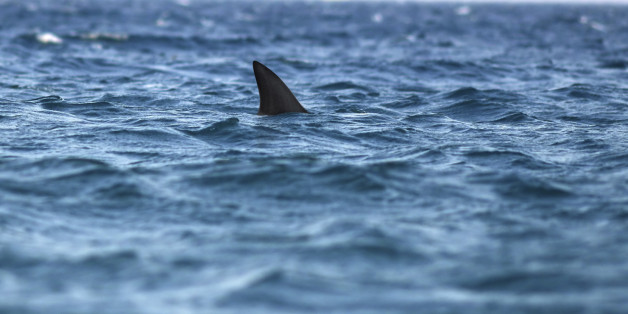 dorsal fin of shark in sea
