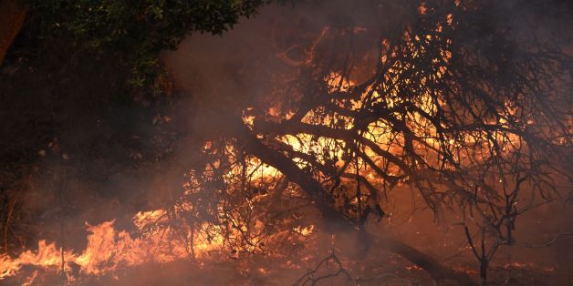 Trees burn on the edges of a vineyard where firefighters set backfires to protect the grape vines, in Santa Rosa, California, October 11, 2017.
More than 200 fire engines and firefighting crews from around the country were being rushed to California on Wednesday to help battle infernos which have left at least 21 people dead and thousands homeless. / AFP PHOTO / Robyn Beck (Photo credit should read ROBYN BECK/AFP/Getty Images)