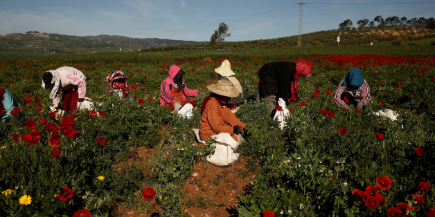 Women harvest green peas in a field near El Kef, Tunisia April 14, 2016. REUTERS/Zohra Bensemra