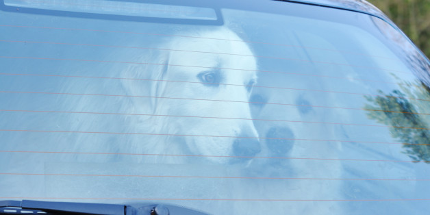 Two Great Pyrenees shut in a car boot. Could be used for issues of animal welfare. Hundreds of dogs die each year from being left shut in cars in hot weather. That won't ever happen to these two.