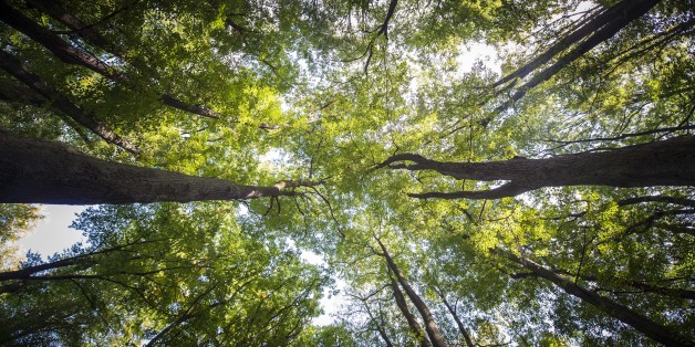 GOERLITZ, GERMANY - SEPTEMBER 22: A deciduous forest is pictured on September 22, 2017 in Goerlitz, Germany. (Photo by Florian Gaertner/Photothek via Getty Images)