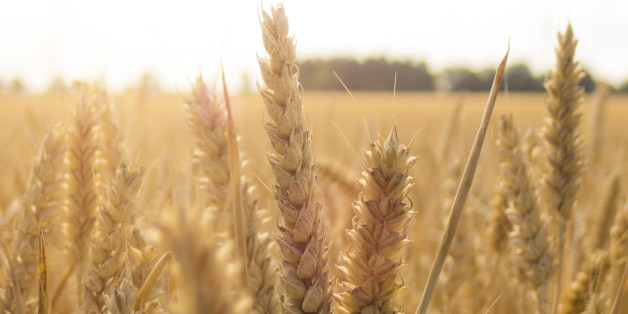 golden wheat field and sunny day