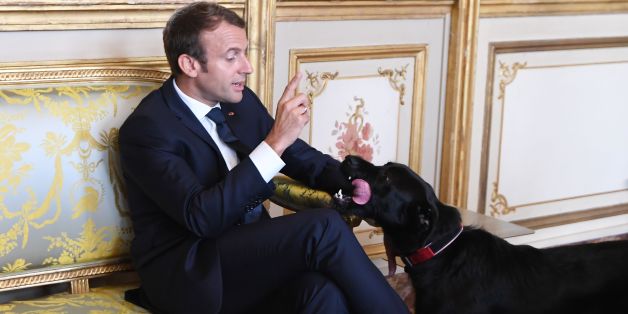 Präsident Macron trifft Staatssekretäre zu ernstem Gespräch - dann pinkelt der Hund an den Kamin.