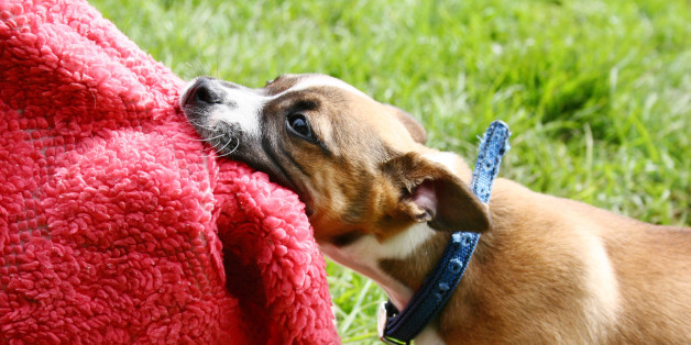 Mischievous tan and white terrier pup tugging on a rug. more of my dog photos