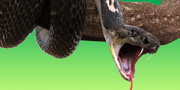 King Cobra snake on tree branch, isolated on green background