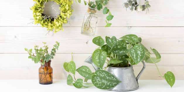 House plant