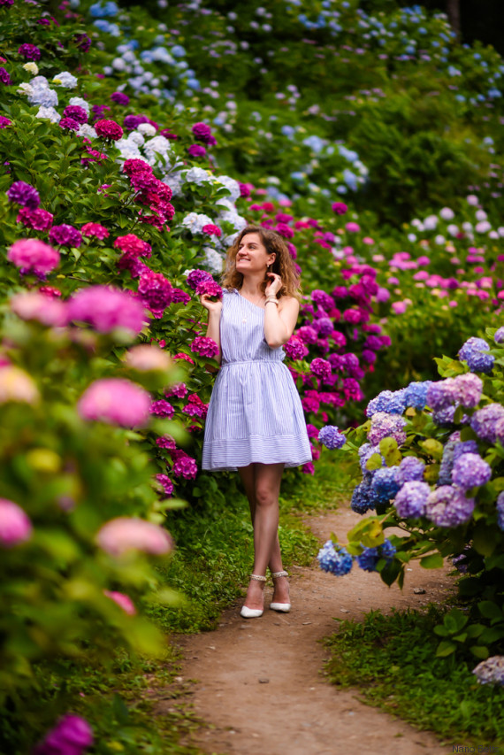 hydrangea garden in chiba japan