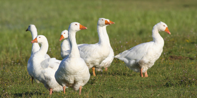 Sankt Martin: Gans oder gar nicht?