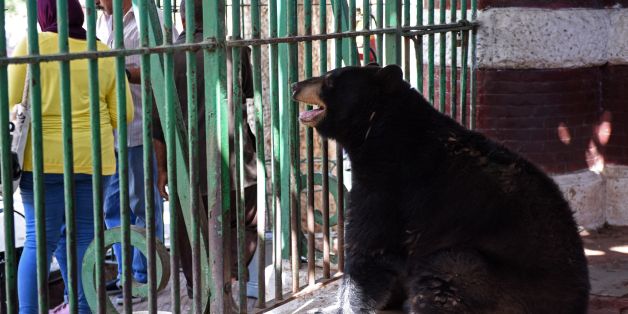 A black bear is seen in an enclosure at Egypt's Giza Zoo in Cairo on August 1, 2017.The confined spaces for the animals was one of the reasons Giza Zoo lost its accreditation with the World Association of Zoos and Aquariums in 2004. It was built in 1891, not long after the inauguration of the Suez Canal, and extends over about 344,000 square metres (410,000 sq yards) planted with exotic trees from abroad. / AFP PHOTO / MOHAMED EL-SHAHED (Photo credit should read MOHAMED EL-SHAHED/AFP/Gett
