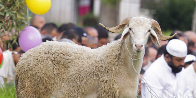 A sheep is seen near Muslims praying during Eid al-Adha in Tunis October 15, 2013. Muslims around the world celebrate Eid al-Adha to mark the end of the haj pilgrimage by slaughtering sheep, goats, camels and cows to commemorate Prophet Abraham's willingness to sacrifice his son, Ismail, on God's command. REUTERS/Zoubeir Souissi (TUNISIA - Tags: ANIMALS SOCIETY RELIGION)