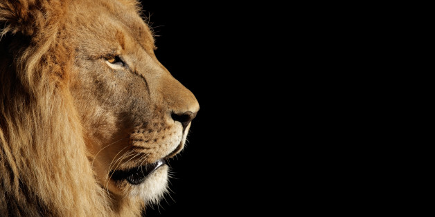 Side portrait of a big male African lion (Panthera leo) against a black background, South Africa