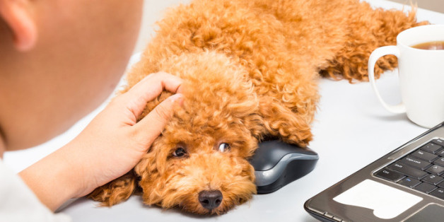 Sieben wissenschaftliche Belege, warum in jedem Büro ein Hund sein sollte