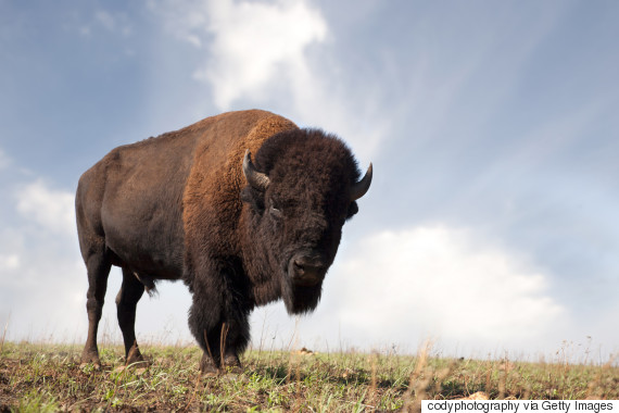 buffalo