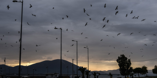 Seagulls in panic due to extreme weather conditions. Greece facing extreme weather conditions. In Artaki on Euboea on November 16, 2017. (Photo by Wassilios Aswestopoulos/NurPhoto via Getty Images)