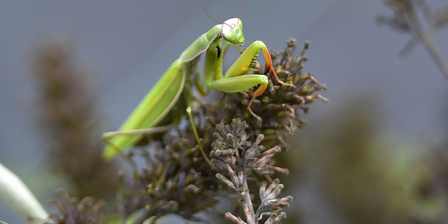 A picture taken on September 29, 2017 shows praying mantis at the Varieties Study Sector (Secteur d'Etude des Varietes - SEV) of the Group of Study and control of varieties and seeds (Groupe d'Etude et de controle des Varietes Et des Semences - Geves) in Brion, western France.
In Anjou, hundreds of seeds candidate for germination have been controlled for 30 years in all seams, from the DNA to the pericarp (envelope), before obtaining the right to spread throughout Europe. Behind the discrete walls of glass and concrete of the GEVES (Study and Control Group of varieties and seeds), in the suburbs of Angers, the seeds pass numerous tests. / AFP PHOTO / LOIC VENANCE (Photo credit should read LOIC VENANCE/AFP/Getty Images)