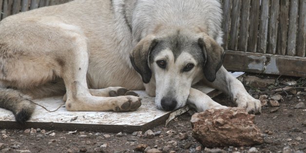ATHENS, GREECE - NOVEMBER 18: A dog is seen after torrential rains struck the west Athenian suburb of Mandra, Greece on November 18, 2017. At least sixteen people have been reported dead in floods which happened after torrential rains struck Mandra.
(Photo by Ayhan Mehmet/Anadolu Agency/Getty Images)