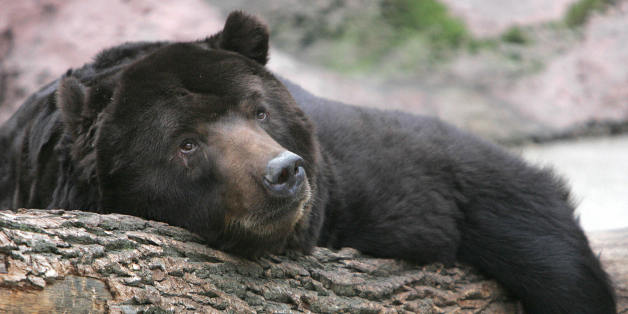 Moscow, RUSSIAN FEDERATION: This Kamchatka 25-year-old, brown bear called Mushir, rests on a trunk since he cannot go into hibernation in the Moscow's Zoo, 13 December 2006. Russia's capital, renowned for its trademark frosty winters, started the calendar winter with the warmest day recorded in December, the state weather monitoring unit said. AFP PHOTO / DENIS SINYAKOV (Photo credit should read DENIS SINYAKOV/AFP/Getty Images)