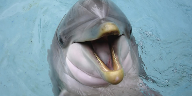 Happy dolphin