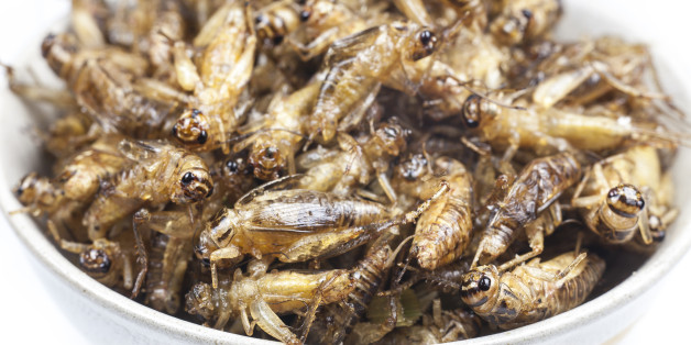 Fried crickets is the food in thai.Fried crickets is the food in thai.