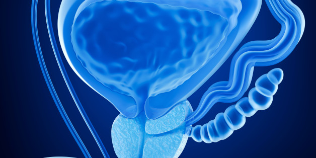 Prostate and male reproductive system , x-ray view 3D rendering