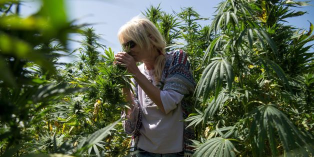A German tourist smells cannabis plants as she stands in a cannabis field near the town of Ketama in Morocco's northern Rif region on September 13, 2017.Moroccan law bans the sale and consumption of the drug. But that hasn't stopped farmers in Ketama growing vast plantations of it, providing a living to some 90,000 households. Northern Morocco, a key production centre for hashish headed for Europe, has also seen an influx of European visitors eager to sample the region's weed. / AFP PHOTO / FADE