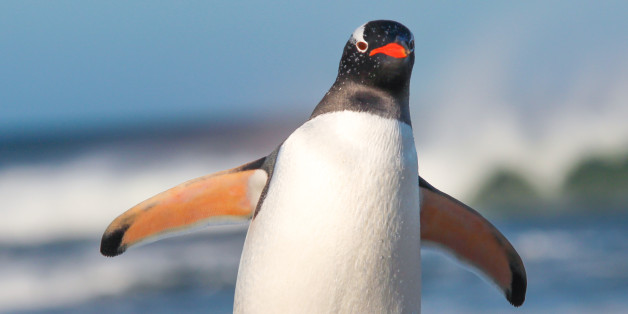 Gentoo Penguin walking on the Beach. Bertha's Beach. Falkland Islands.