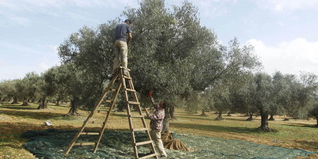 Men pick olives from a tree during the olive harvest in Sidi Tabet, near Tunis November 13, 2012. REUTERS/Zoubeir Souissi (TUNISIA - Tags: AGRICULTURE FOOD)