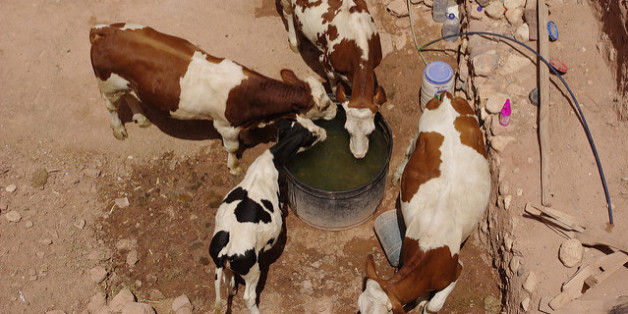 Fièvre aphteuse: Le Maroc lance une campagne de vaccination des bovins